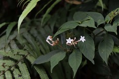 Ophiorrhiza grandiflora